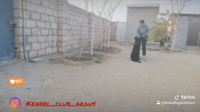 Немецкая овчарка Амиго смотреть онлайн