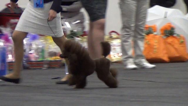 00043XXIII Национальная выставка пуделей 28.05.2017 --Джентли борн Ультра Долье Вита смотреть онлайн