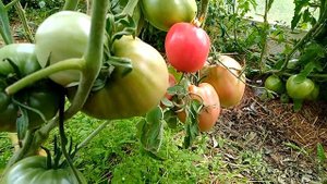 Сорт томата Сердце буйвола