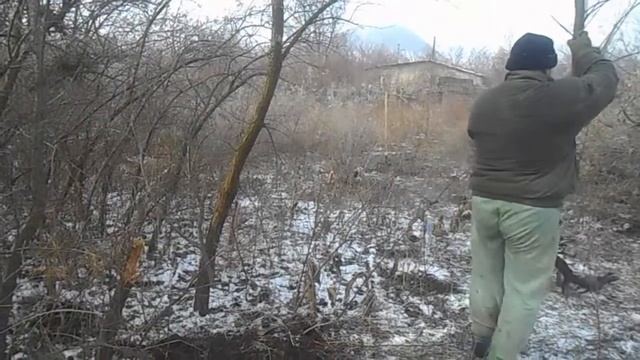 Дача в Моспино. Удаление Облепиховой поросли _08.12.2017 смотреть онлайн