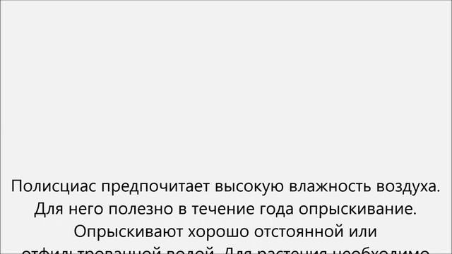 Полисциас  уход