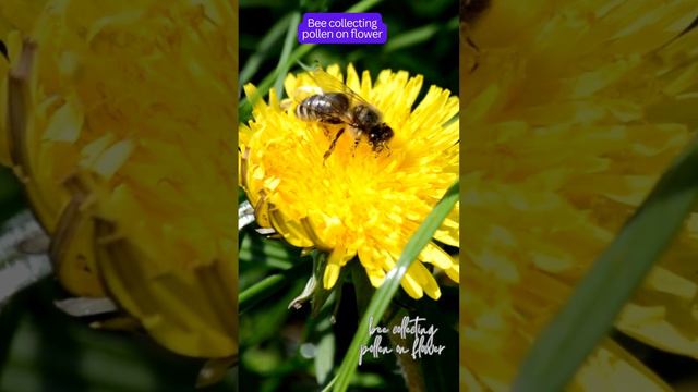 Bee collecting pollen on flower #flower  #julietrose #orchidflower #orchid