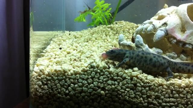 Pleurodeles waltl eating a worm. смотреть онлайн