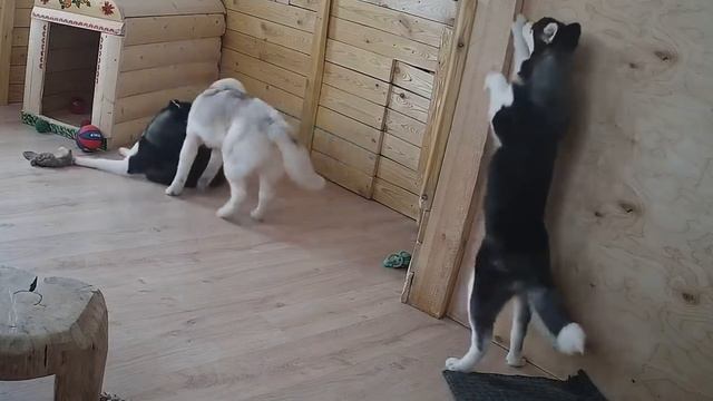 Разноцветному Счастью   хаски Яники 5 месяцев!