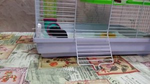 КРЫСА ДАМБО ?, возраст 2 месяца - крыса Ириска