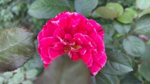 Floribunda Rose - Scentimental