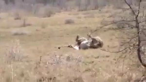 Лев умирает