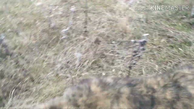 Руна на прогулке! Как кормить щенка-кавказца? смотреть онлайн