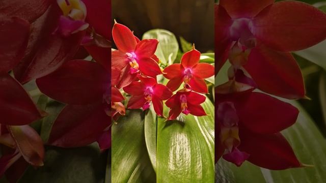 Орхидея Фаленопсис Бир Кинг. #Phal_LD's_Bear_King Ароматный