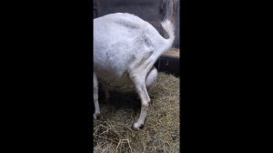 Роды козы 2 + 2 = 4