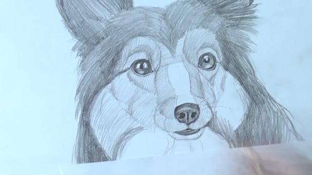 Как нарисовать СОБАКУ карандашом How to Draw a DOG | Art School смотреть онлайн
