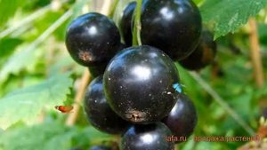 Смородина черная Лентяй (ribes nigrum lentiai) ? Лентяй обзор: как сажать, саженцы смородины Лентяй
