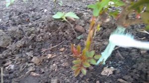 Морозобоины на розах.Как спасти розы от гибели.