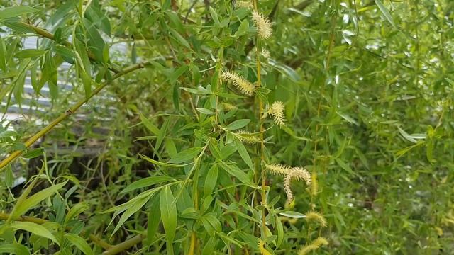 Ива | Жизнь на Юге смотреть онлайн