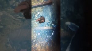 как найти кита в гта 5!