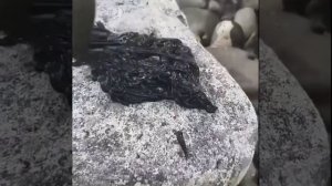 Венум существует ?