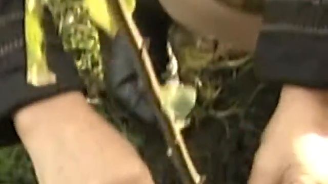 Подготовка яблони к зиме
