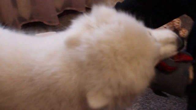 Как ухаживать за щенком самоеда. Как расчесать щенка самоеда. Смешные самоеды. смотреть онлайн