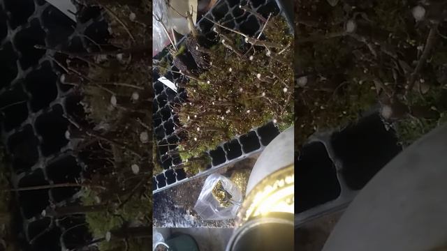 Гортензія. пересадка укорінених черенків смотреть онлайн