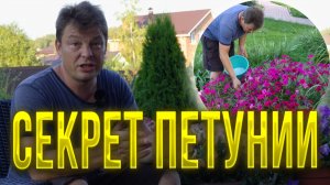 Схема подкормок при выращивании петунии, итоги эксперимента сезона 2023