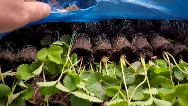 Как мы храним кассетную рассаду, в холодильнике ЛЕТОМ!