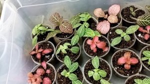 Черенки посажены, но хлопоты продолжаются. Несколько важных моментов.