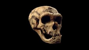 Происхождение и эволюция человека