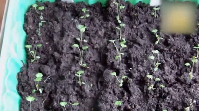 Выращивание земляники из семян. От стратификации до первой пикировки. Огород.