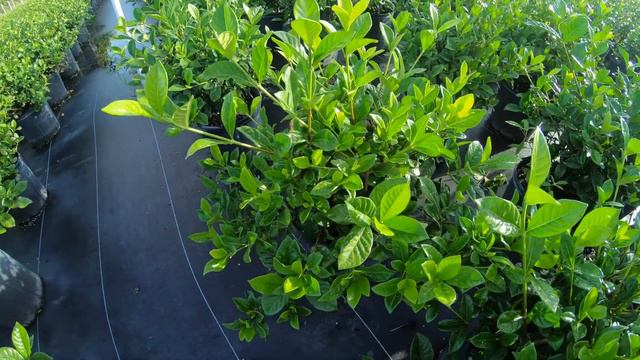 Gardenia Varieties смотреть онлайн