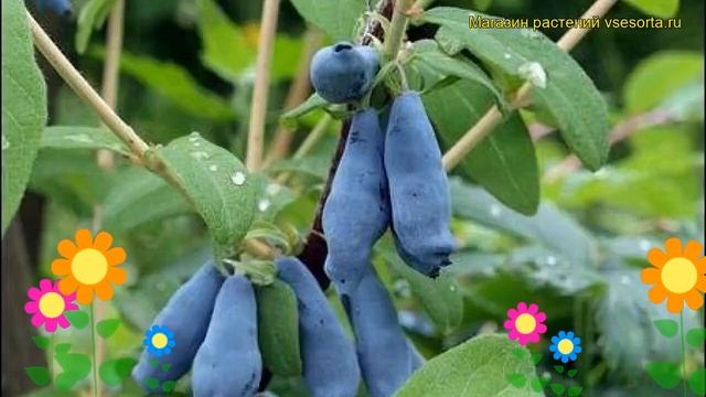 Жимолость съедобная Морена. Краткий обзор, описание характеристик, где купить саженцы смотреть онлайн