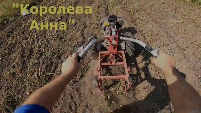 Картошка Королева Анна Описание