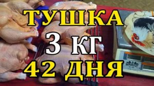 бройлер и индейка вес в 42 дня, серьезное превышение по таблице  Принимаю завки на белого бройлера