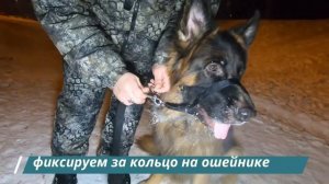 Что такое халти или недоуздок?