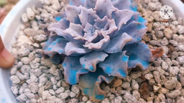 Echeveria Lutos,Laura,Blue Cloud & Crispate Beauty December 2023 Update! ||•Ang laki na talaga nila смотреть онлайн