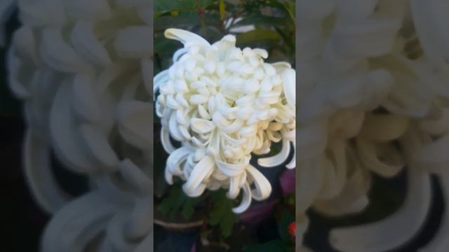 Have you seen a white chrysanthemum this big? White chrysanthemum flower will make neighbors jealou смотреть онлайн