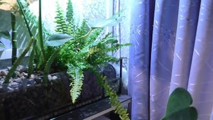 Дневник аквариума. Часть 4. (растения в фитофильтре)