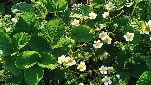 Важная подкормка клубники во время цветения!