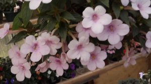 Ахименес Dot