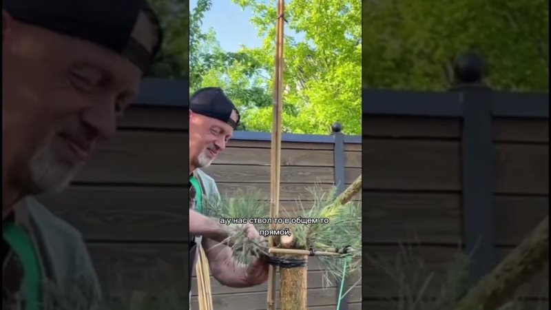 Формируем новую макушку дерева. Часть 1. #бонсай #bonsai #ландшафтныйдизайн #хвойные