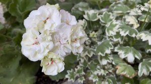 Обзор пеларгоний. Чаровница, Крымская Роза, Falej, Godshill, Ангелы.