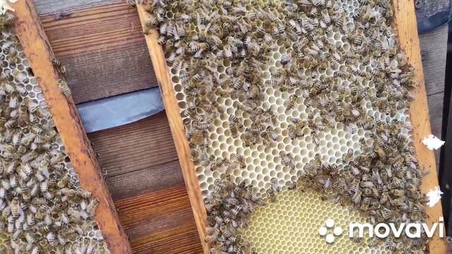 от чего прививаем и отцовские семьи смотреть онлайн