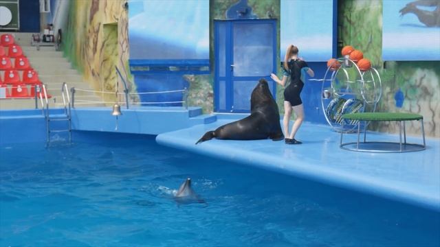 ? ТАНЯ ПЛАВАЕТ с ДЕЛЬФИНАМИ! ? Дельфинарий НЕМО (NEMO) в ОДЕССЕ! ? Шоу ДЕЛЬФИНОВ! ? NEMO ODESSA! ? смотреть онлайн