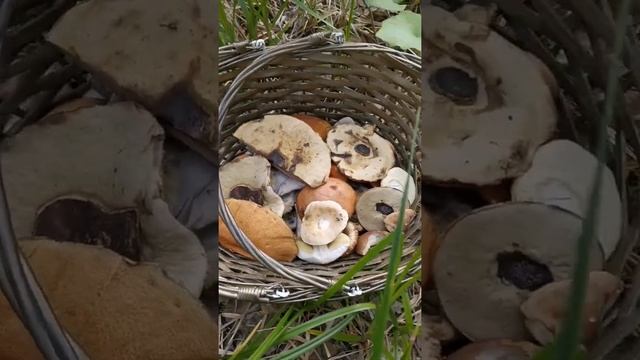 Первые грибы лета 2022. Белые и подосиновики. смотреть онлайн