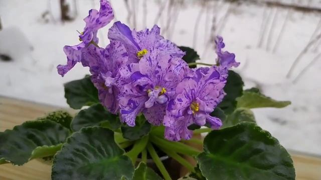 КАК ОПРЕДЕЛИТЬ СОРТ ФИАЛКИ. ОБЗОР ЦВЕТУЩИХ ФИАЛОК. смотреть онлайн