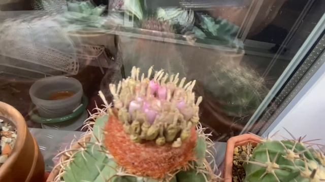 Обзор растений январь 2023 г. смотреть онлайн