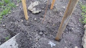 Азимина в Украине ,  выращивание азимины  в откытом грунте .