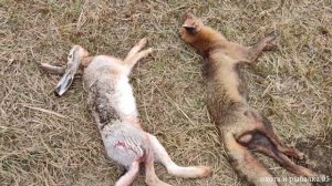 ЗАГОННАЯ ОХОТА 25 НОЯБРЯ 2022г.