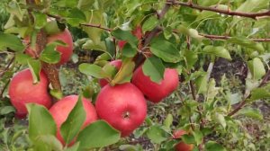 Яблоня Чемпион Арно