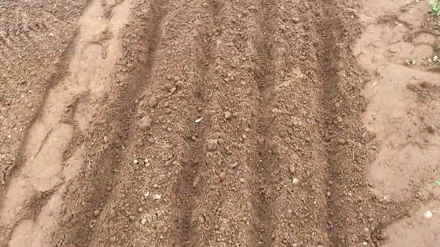Пошаговая посадка редиса весной в открытый грунт #посадкаредиса#