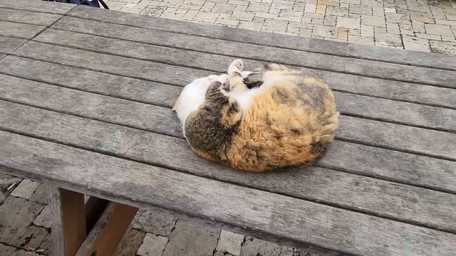 Стамбул без шопинга, Yıldız Park царство котов, секретное место, сбили все ноги укачало на мосту! смотреть онлайн